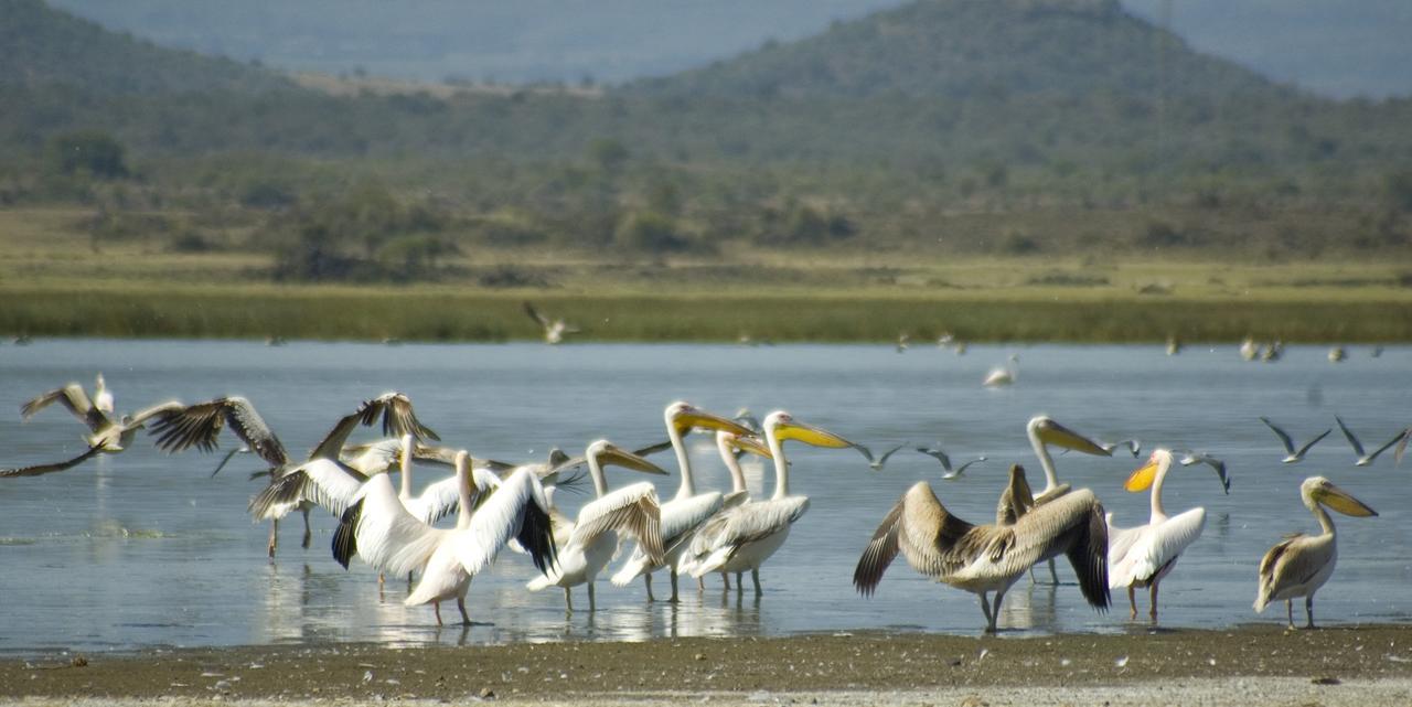 Jacaranda Lake Elementaita Lodge Gilgil Exteriér fotografie